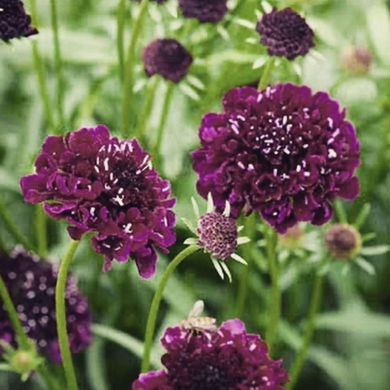 LITTLE SUN SEEDS | DARK PLUM SCABIOSA