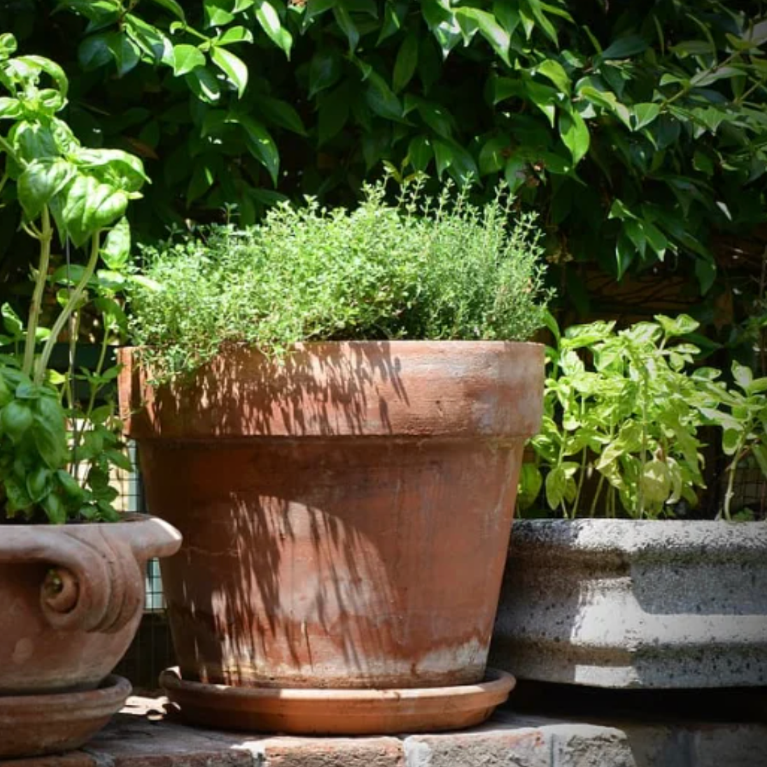 LITTLE SUN SEEDS | WILD THYME