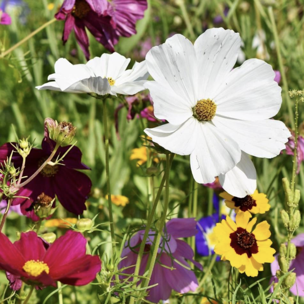 LITTLE SUN SEEDS | SUMMER WILDFLOWERS