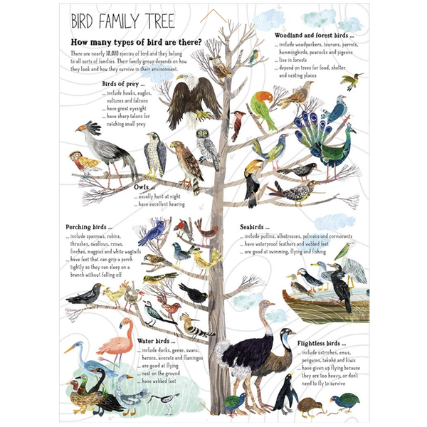 The Big Book Of Birds - Yuval Zommer - The Waste-Free Home