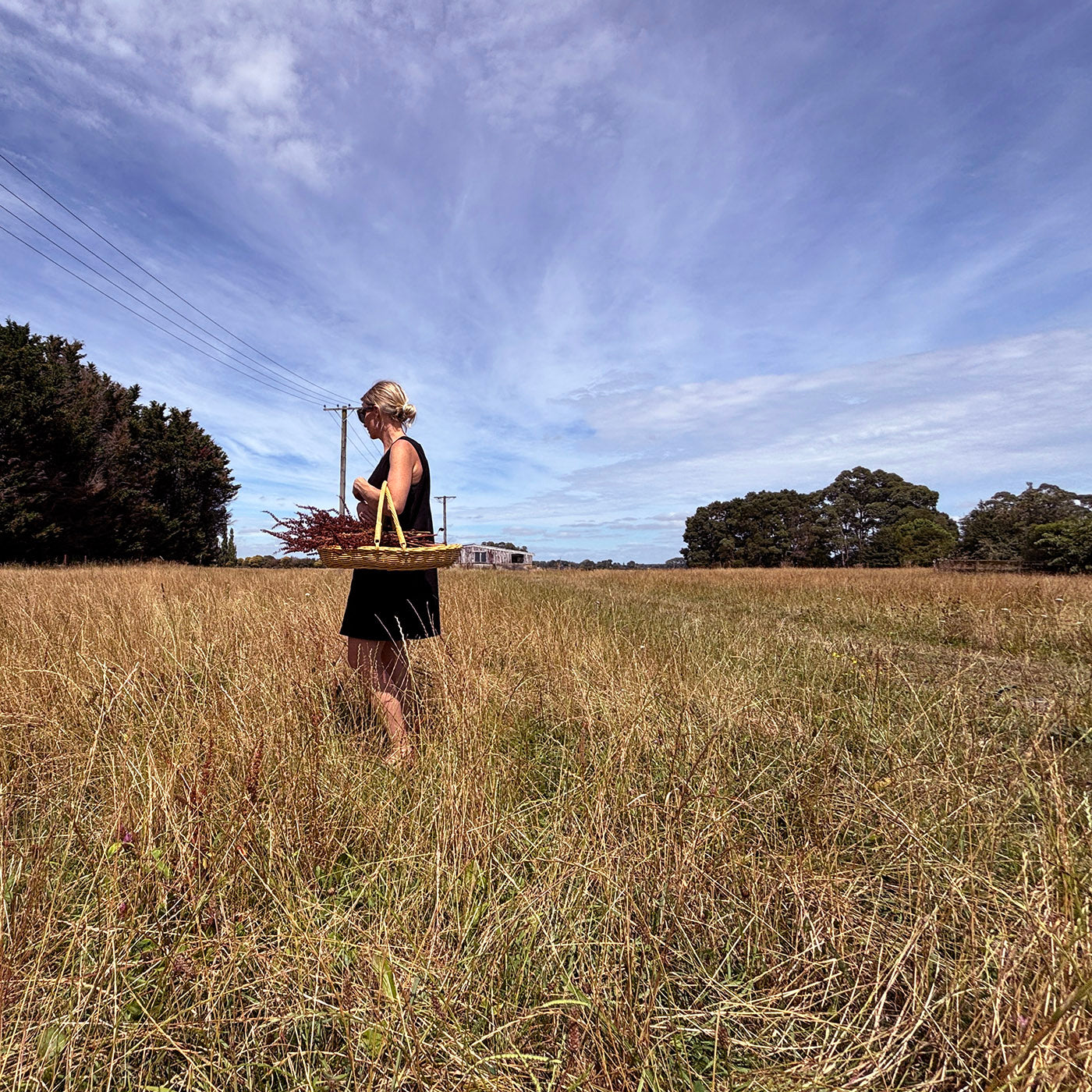 DAHLIA | GARDEN & FLOWER TRUG