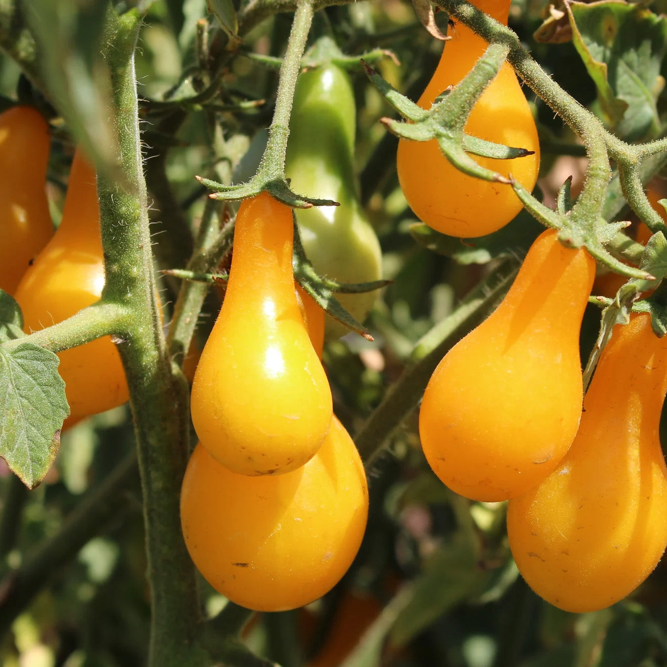 LITTLE SUN SEEDS | YELLOW PEAR TOMATO