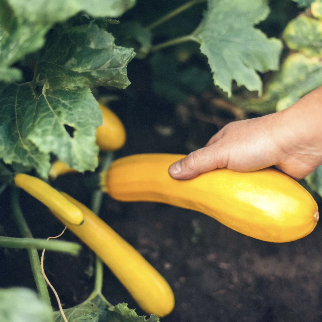 LITTLE SUN SEEDS | ORGANIC YELLOW ZUCCHINI