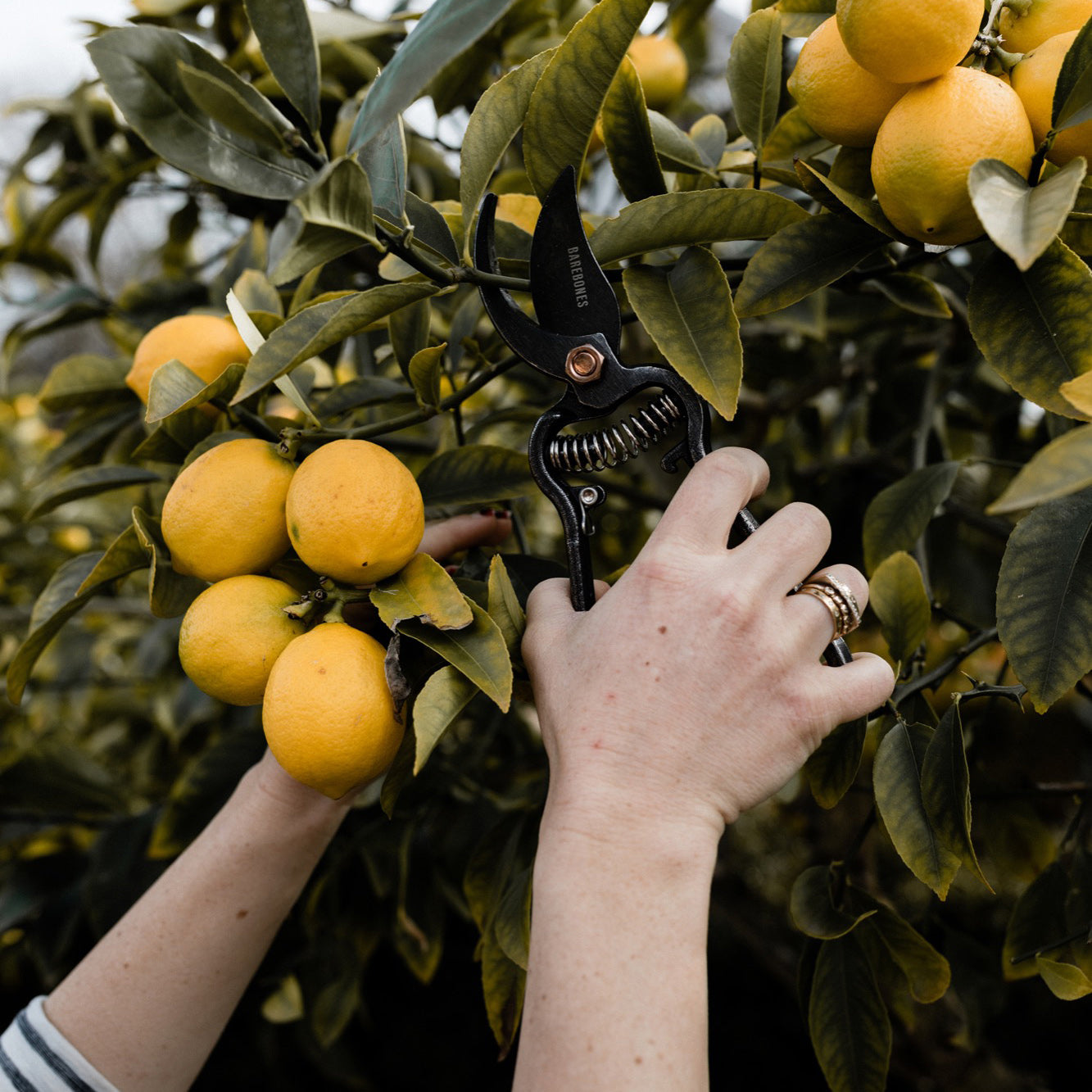 BAREBONES | METAL PRUNER